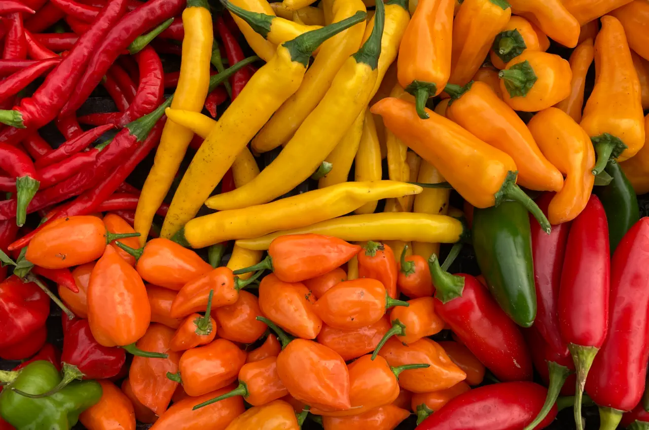 From Mild to Wild, The Different Types of Chillies, and Popular Chilli Varieties.